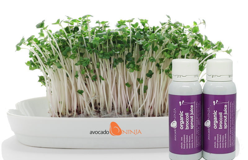Avocado Ninja Fresh Organic Broccoli Sprout Juice